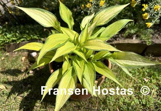 Hosta Love of My Life